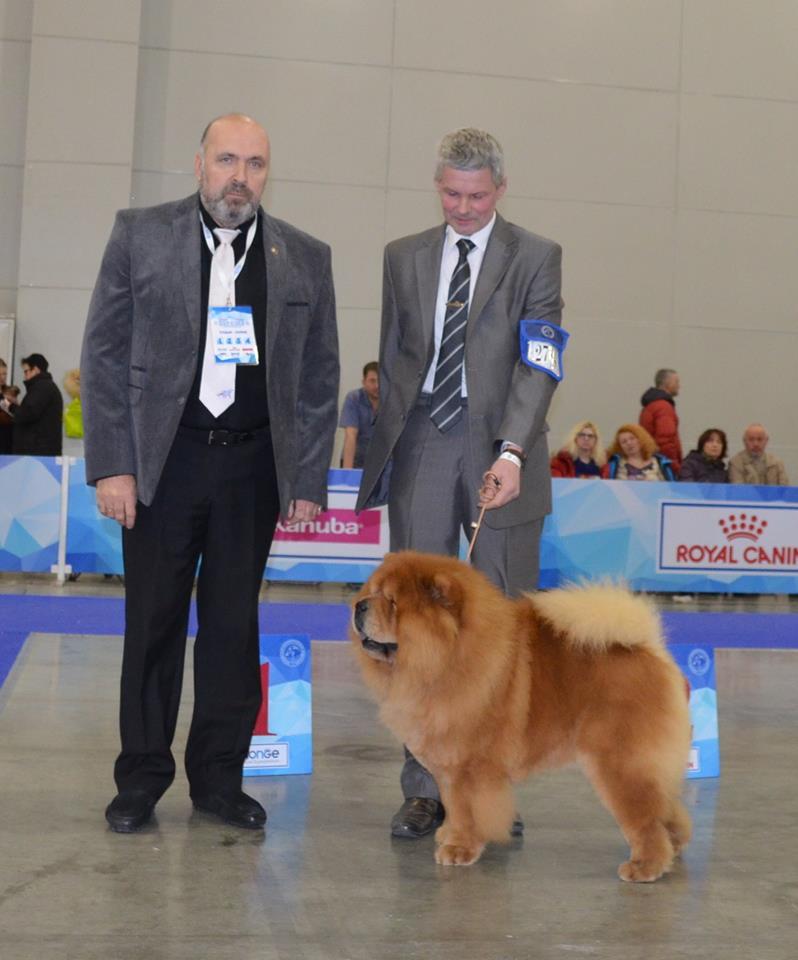 Сеня - 4,5 года -  Евразия-2017 - 19.04.2017г. - отл.1, СW, ЛК, ЛПП