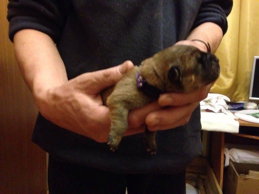 Клото Саманта Кобаджио