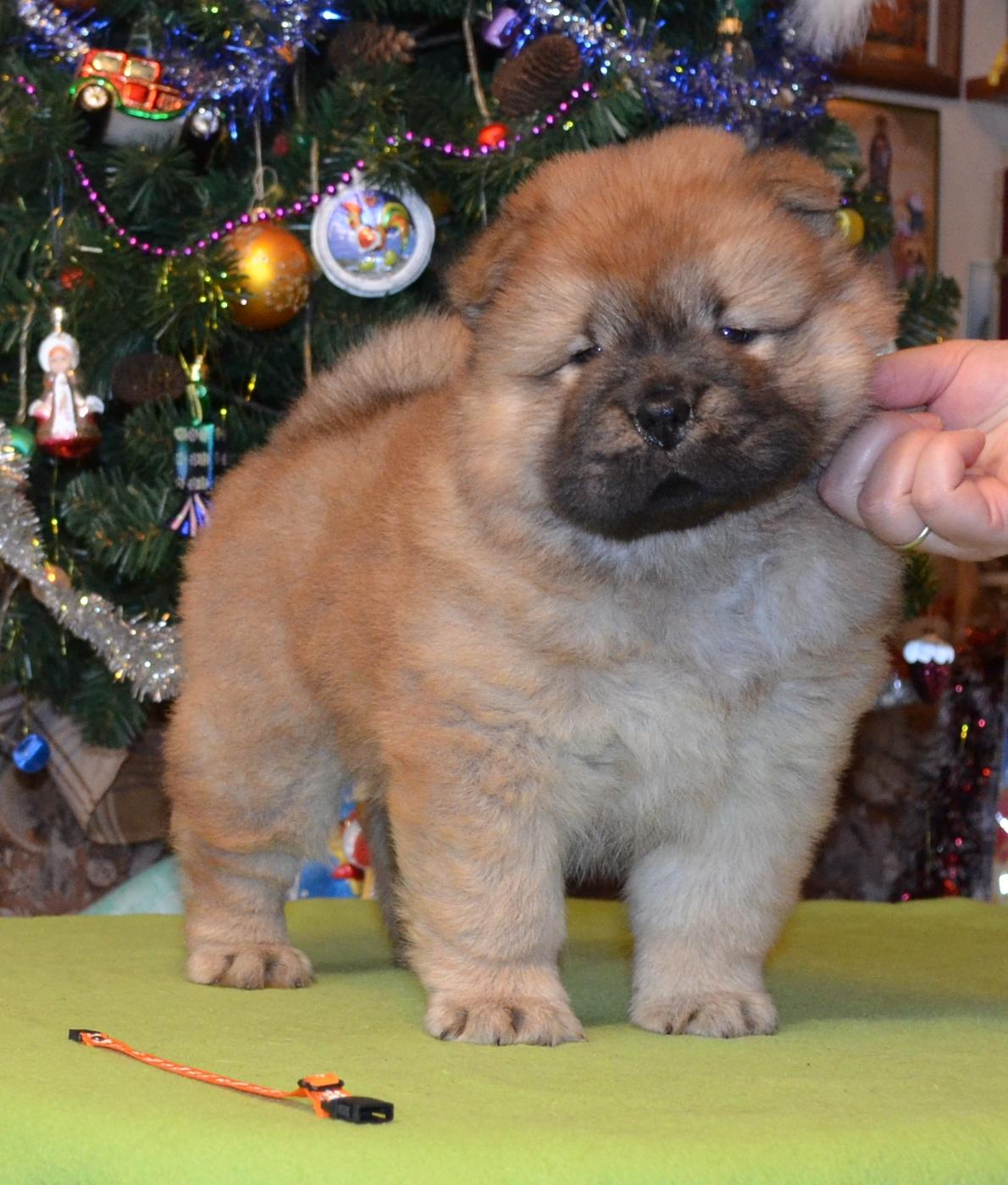 Клото Стефания Гуанчжоу