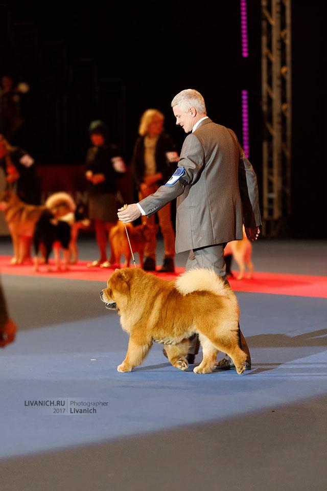 Сеня - 5 лет -  Germany Winner Show (Лейпциг) - 08.11.2017г. - отл.1, CW, ЛК, ЛПП