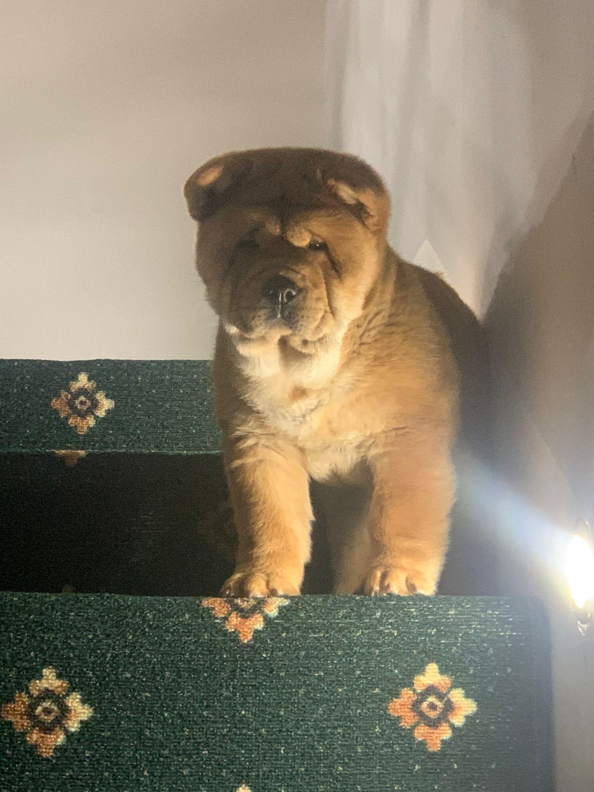 Клото Сани Анджонг