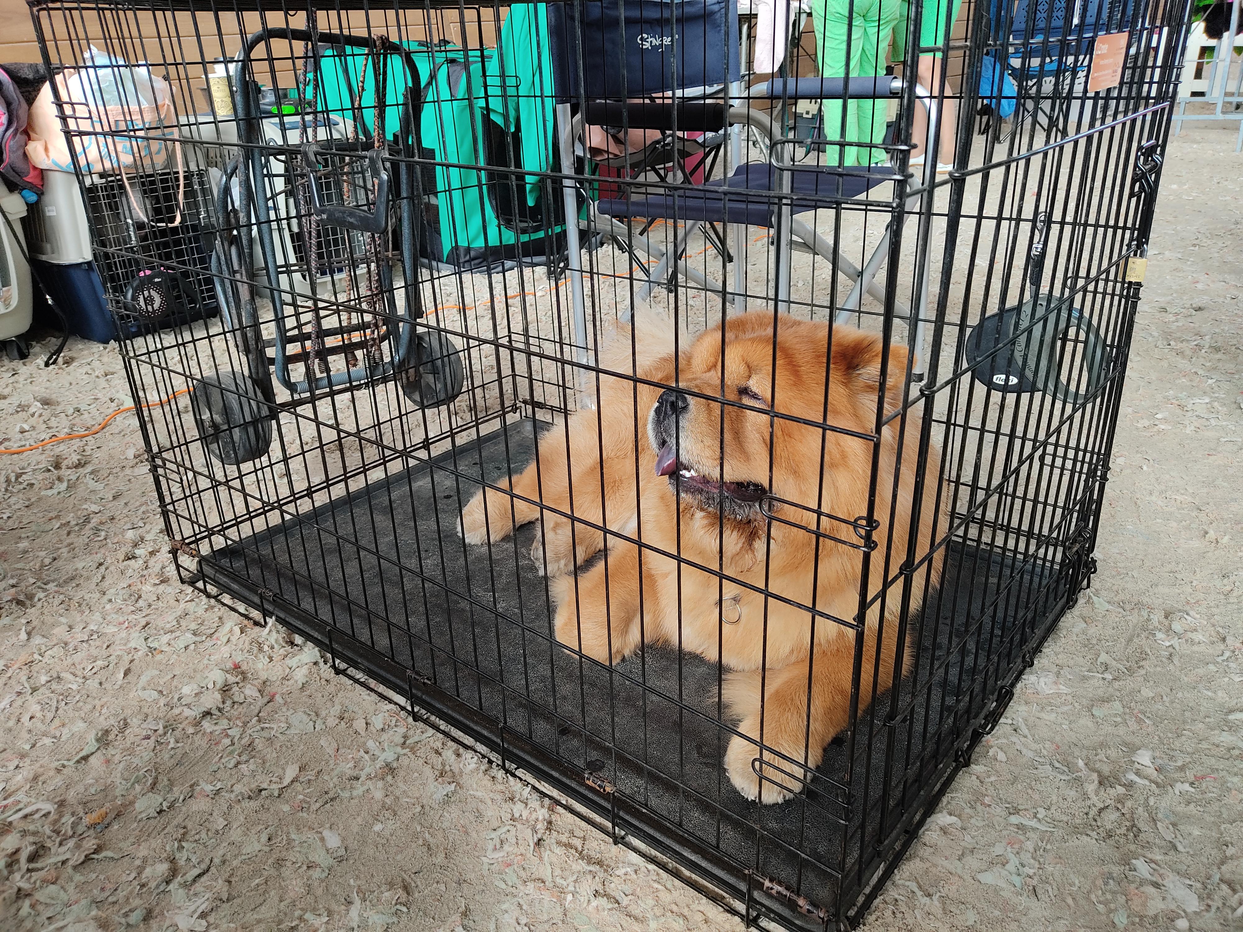 Сеня - 15 месяцев - Фауна - 08.02.2014 - отл., CW, САС, ЧФ