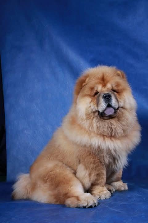 Цезарь первая выставка 30.10.2010