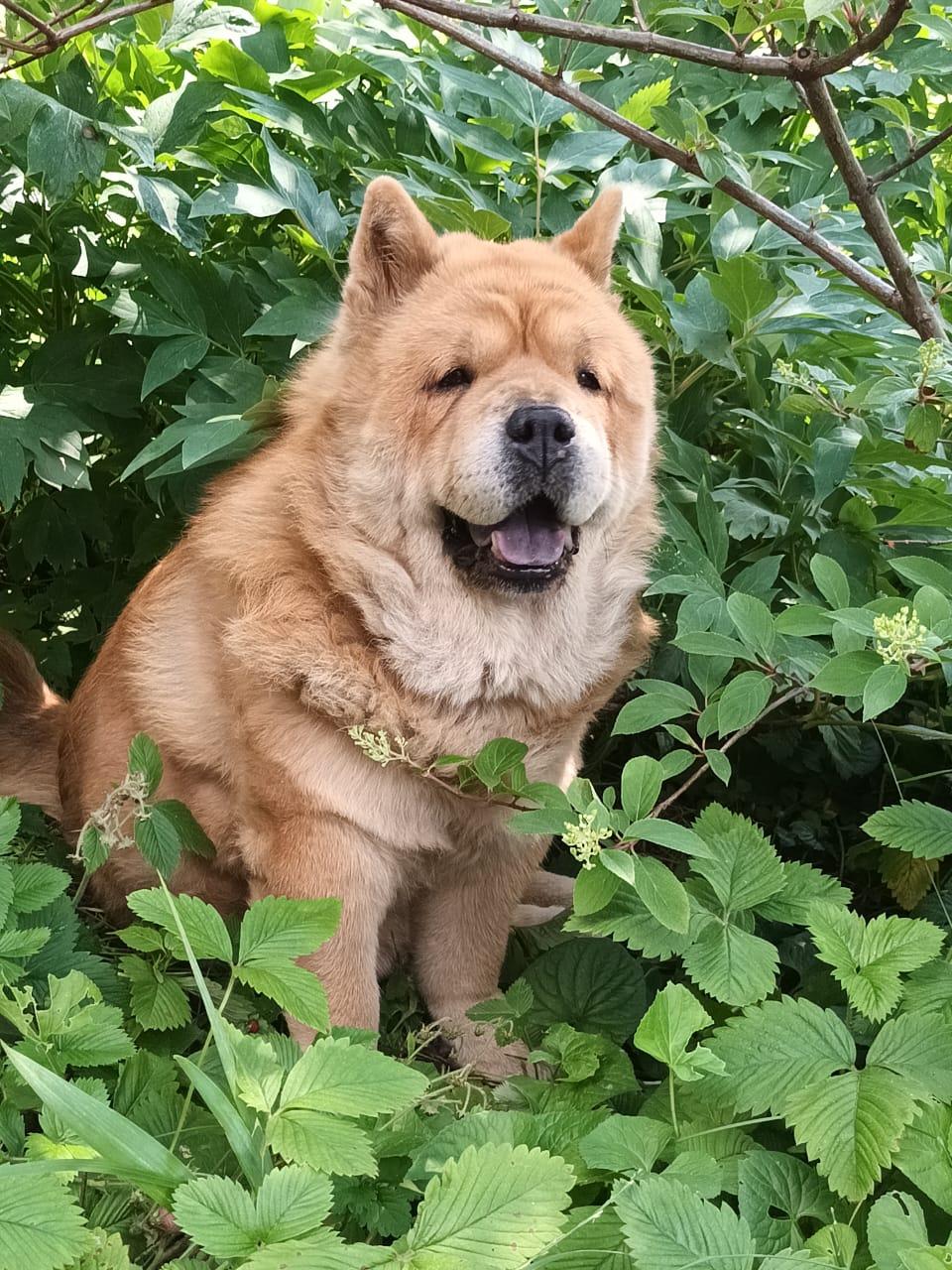 KLOTO BRIZARD MARIYA (Маша)