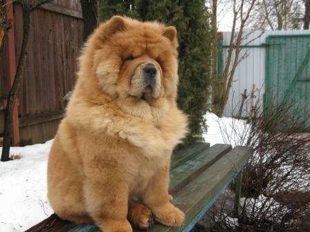 Клото Сильвия Мин Чжу