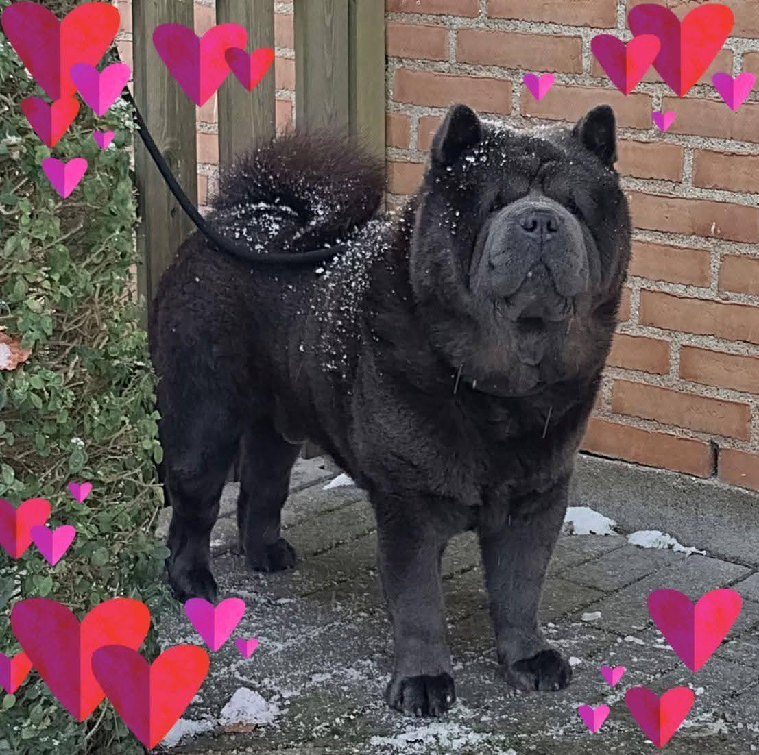 KLOTO DANIEL MOSCOWCKIY (Даня)