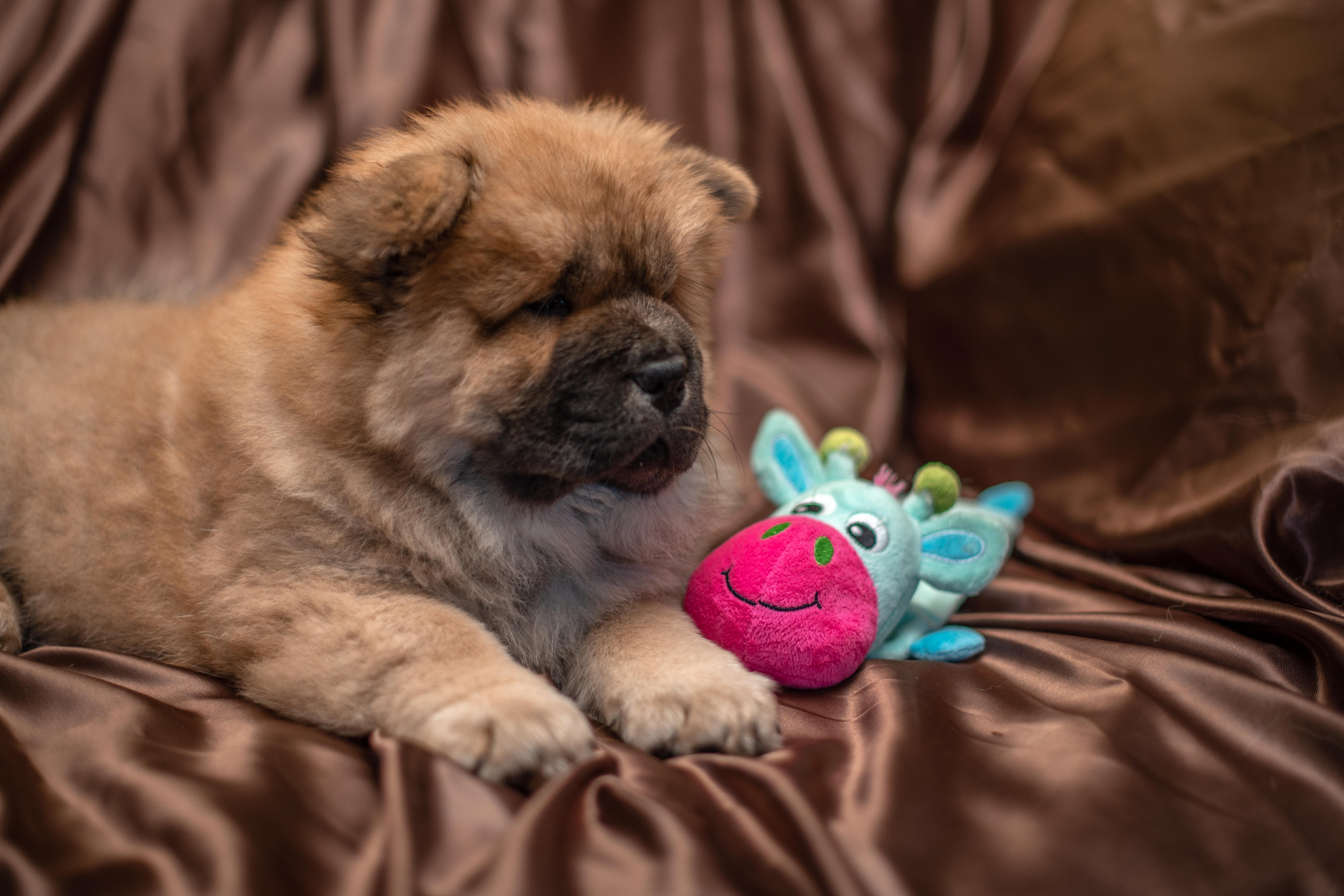 Клото Стефания Гуанчжоу