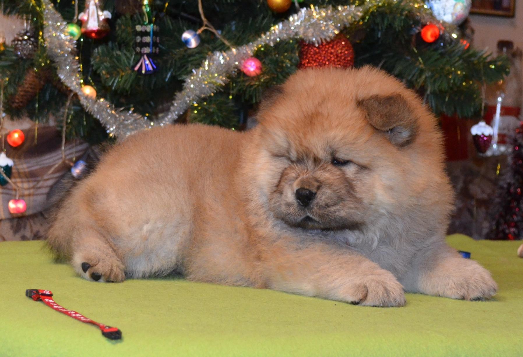 Клото Сильвия Мин Чжу