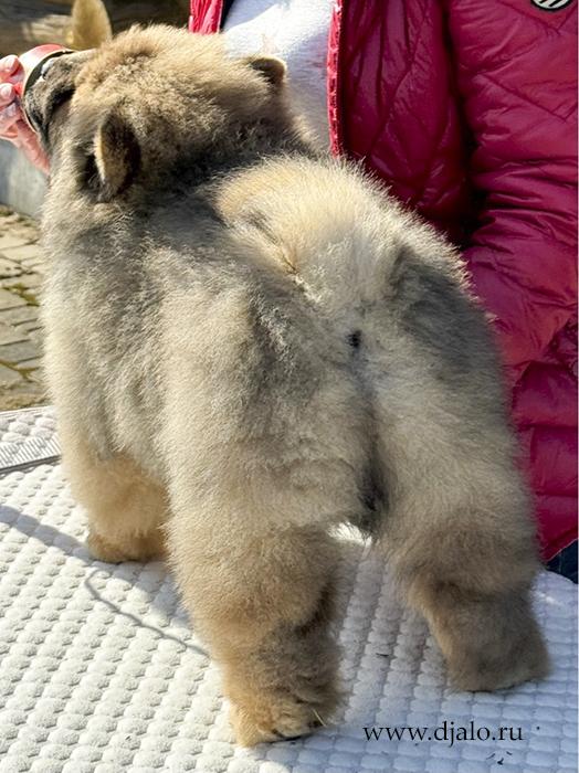 Осенний  Поцелуй Файер Сталкер (Сеня) - 1,5 месяца