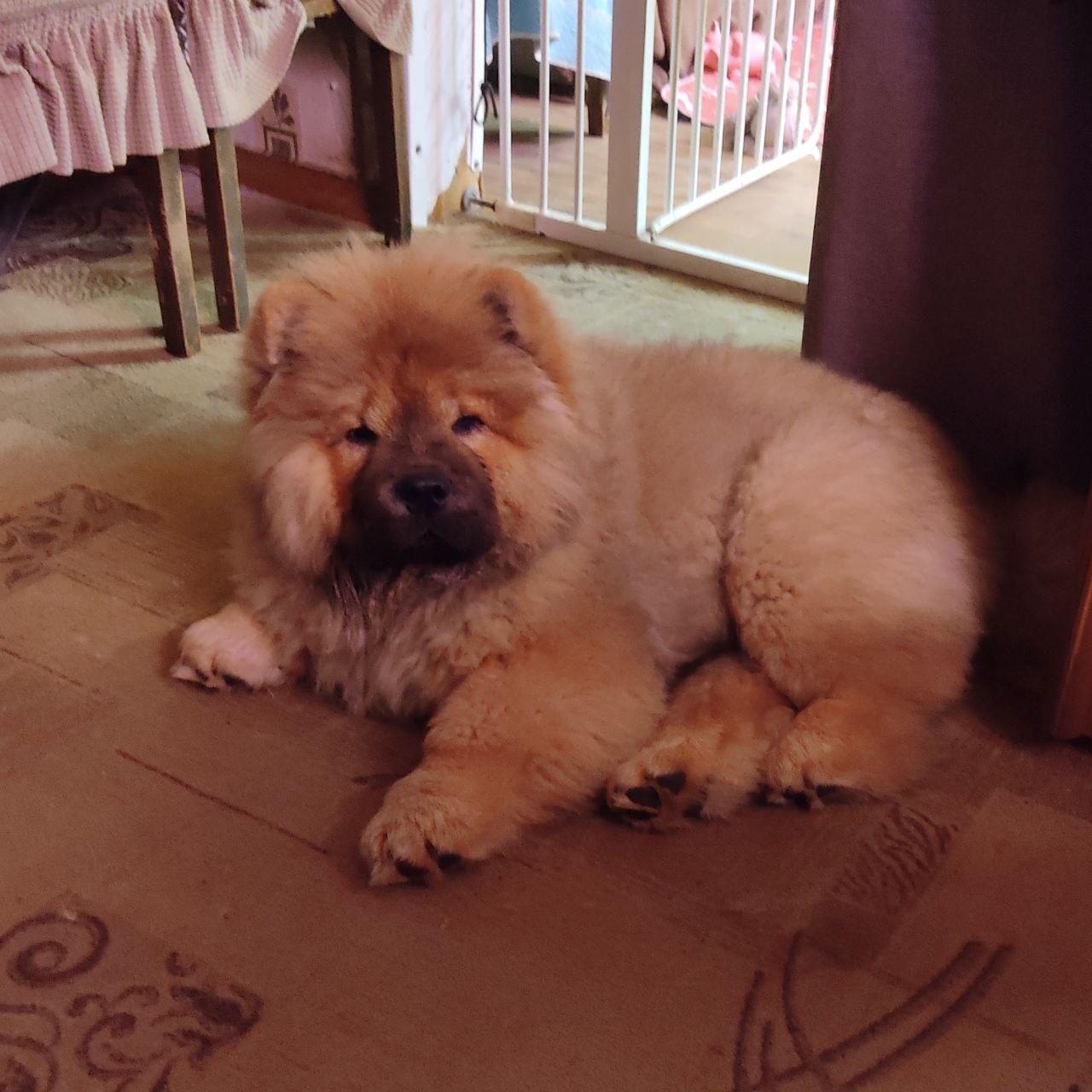 Осенний  Поцелуй Файер Сталкер (Сеня) - 1,5 месяца