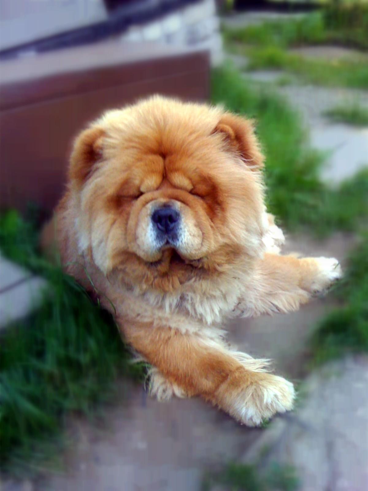 Цезарь 27 месяц