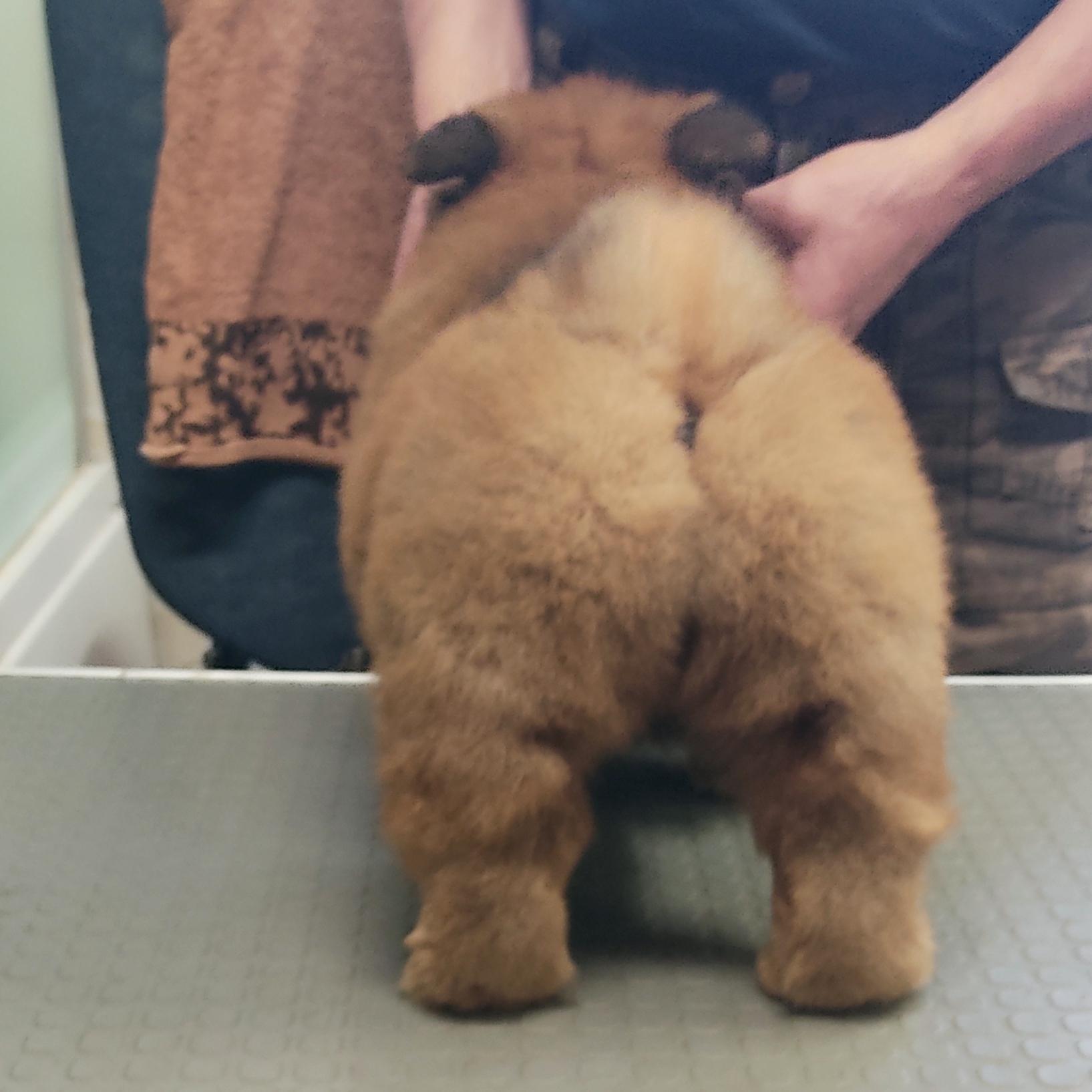 Клото Сани Анджонг