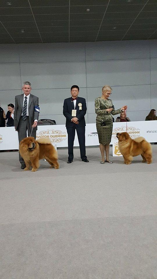 Сеня - 4 года -  Золотой Ошейник-2016 - 24.12.2016г.- отл.1, CW, ЛК, ЛПП