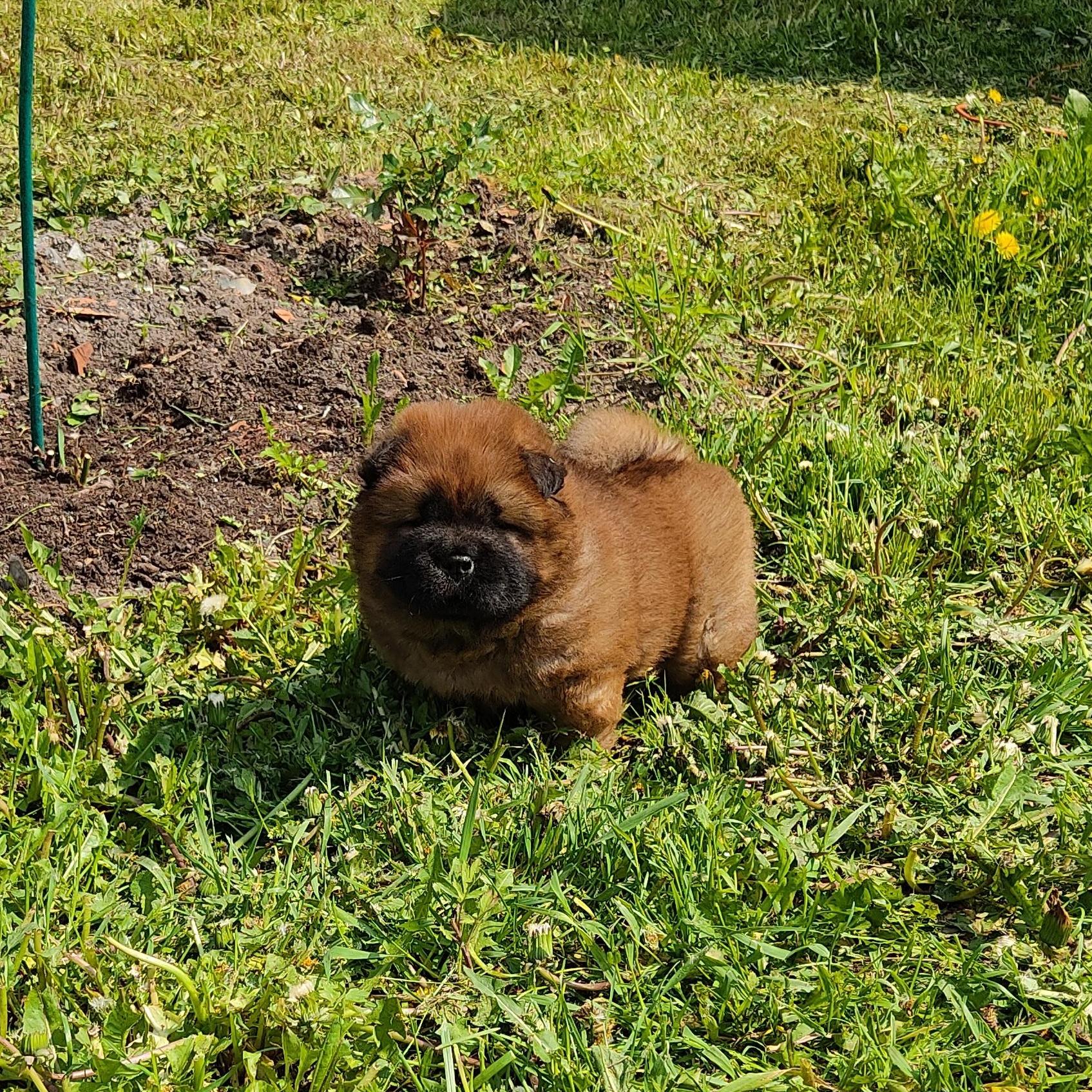 Клото Сани Анджонг