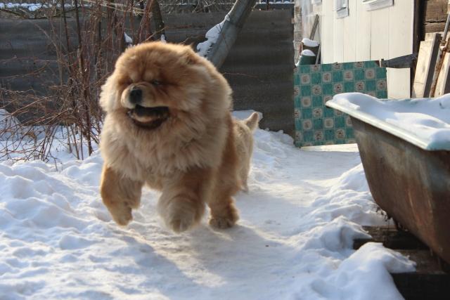 Цезарь 23 месяца