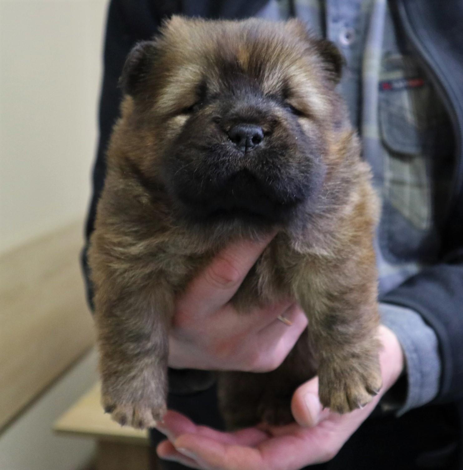 Клото Стефания Гуанчжоу