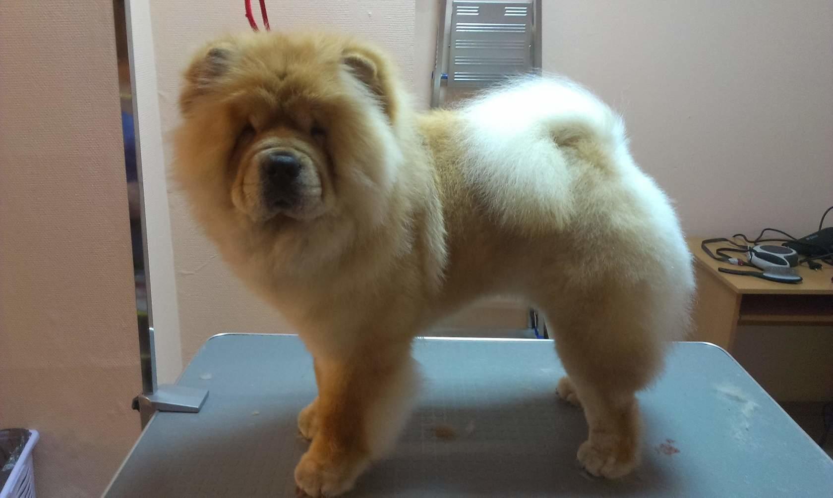 Клото Саманта Кобаджио