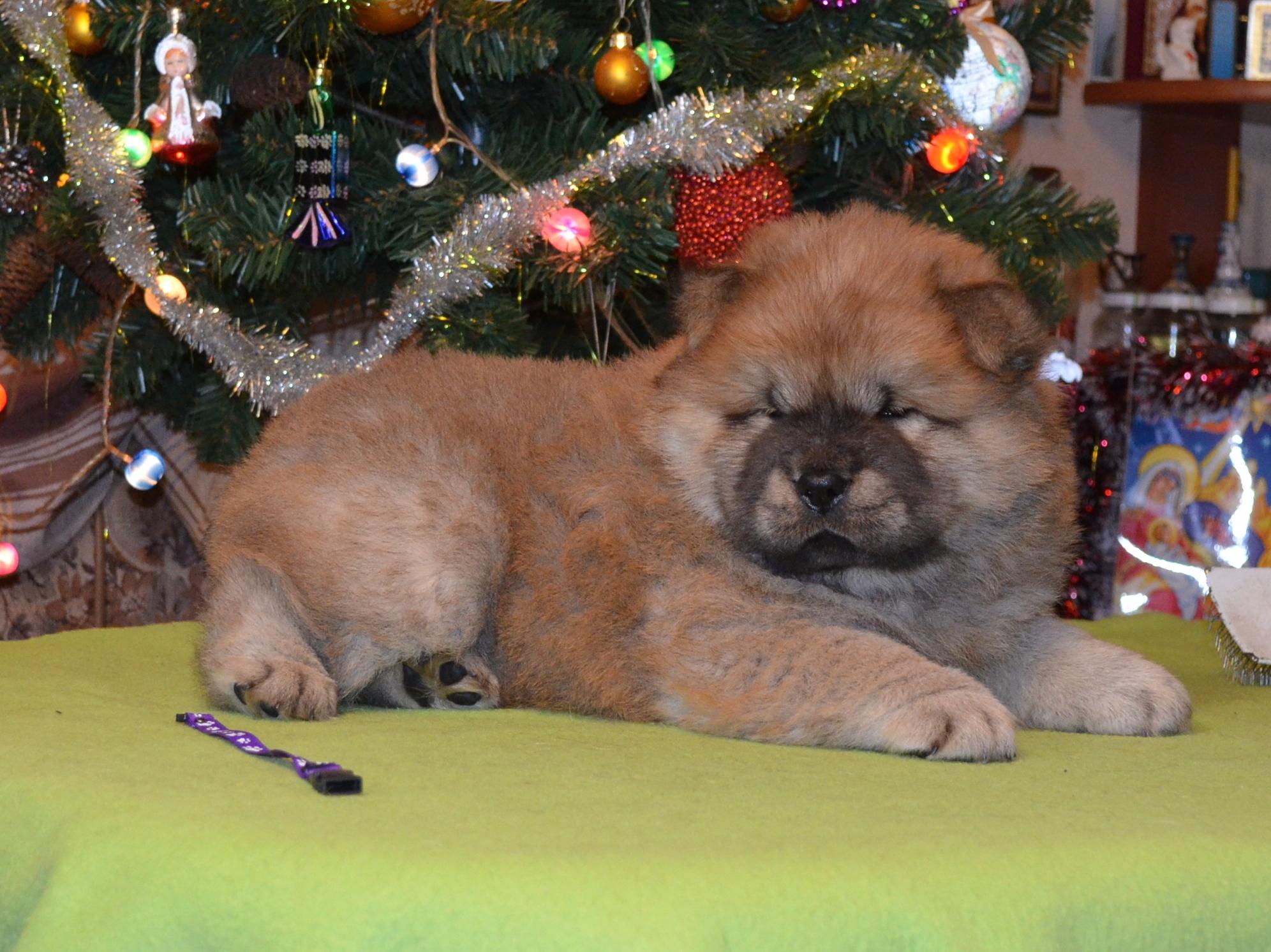 Клото Саманта Кобаджио