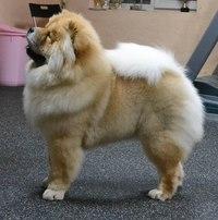 Клото Синтия Лонг Вэй