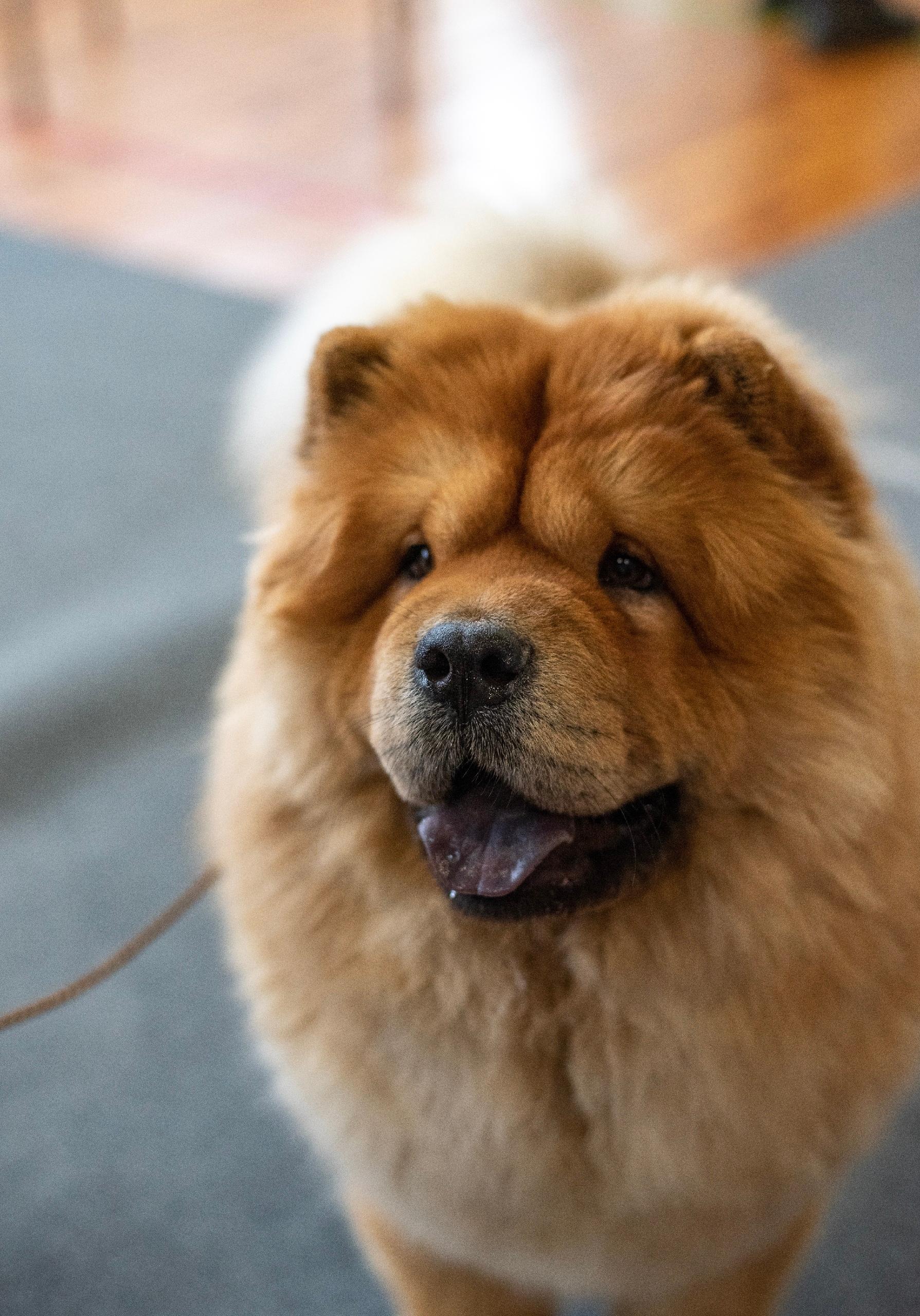 Клото Сантия Ли Мей 