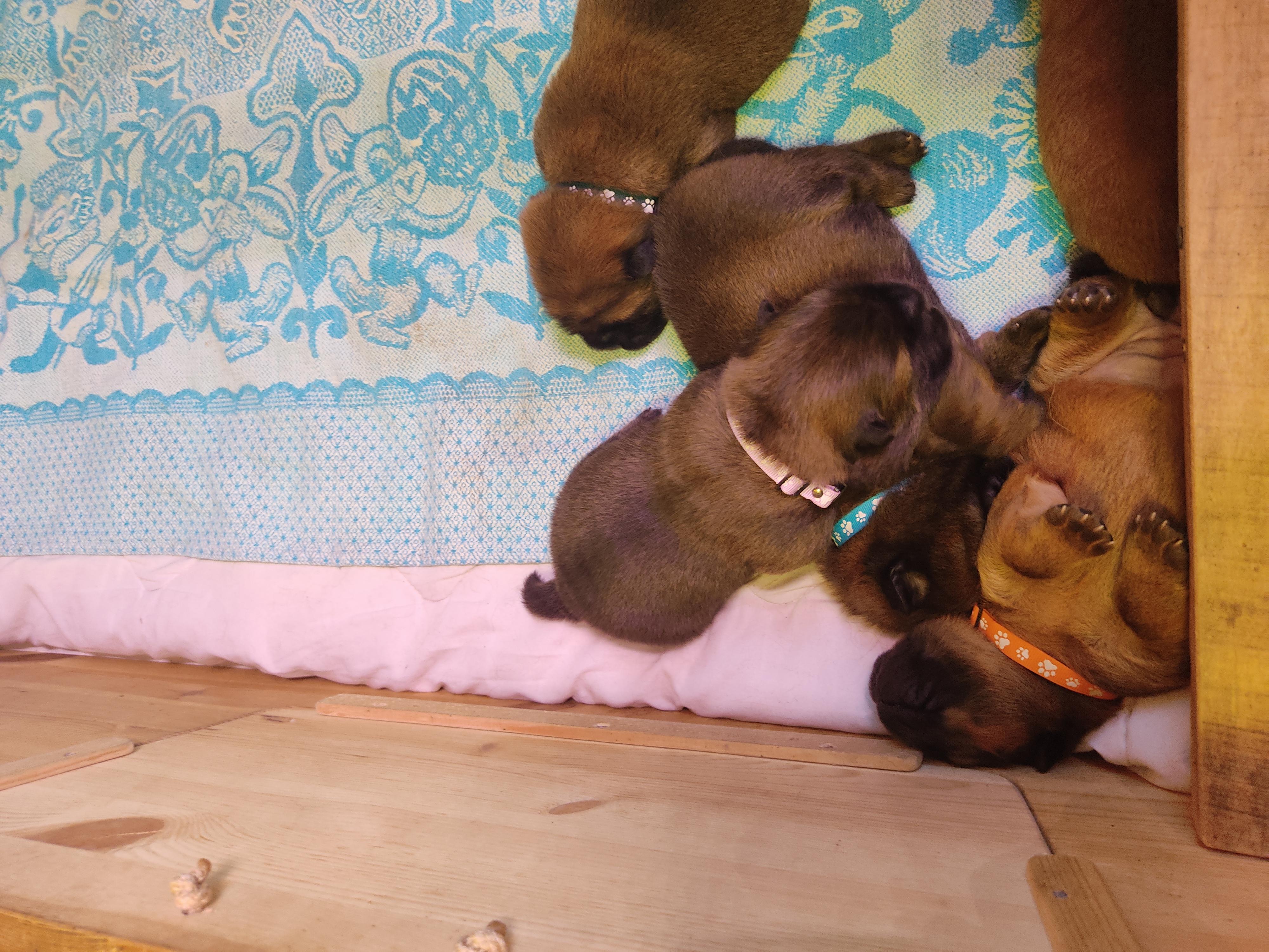 Клото Сани Анджонг