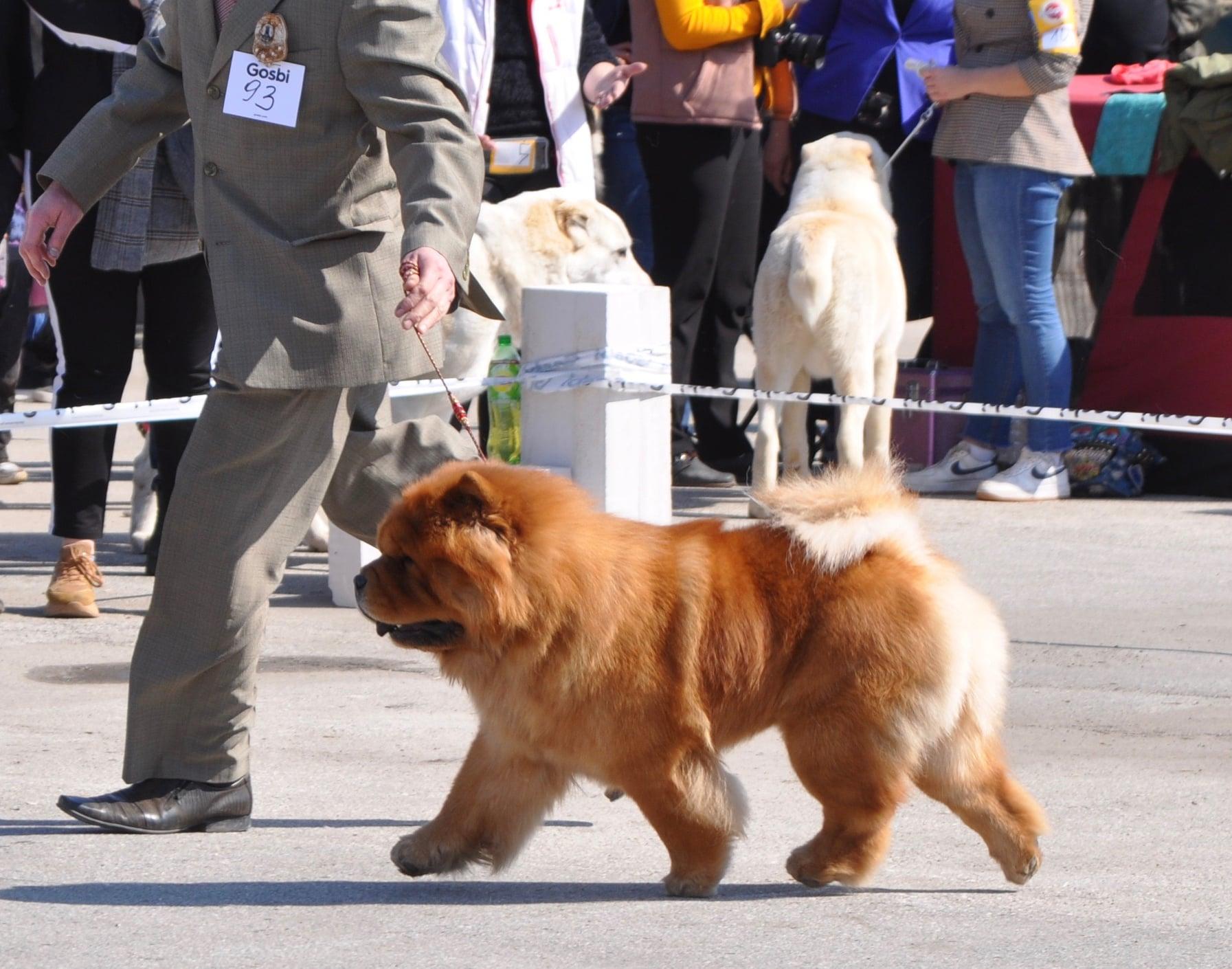Сеня - 2,5 года - Евразия-2015 - 21.03.2015г. - отл. 3