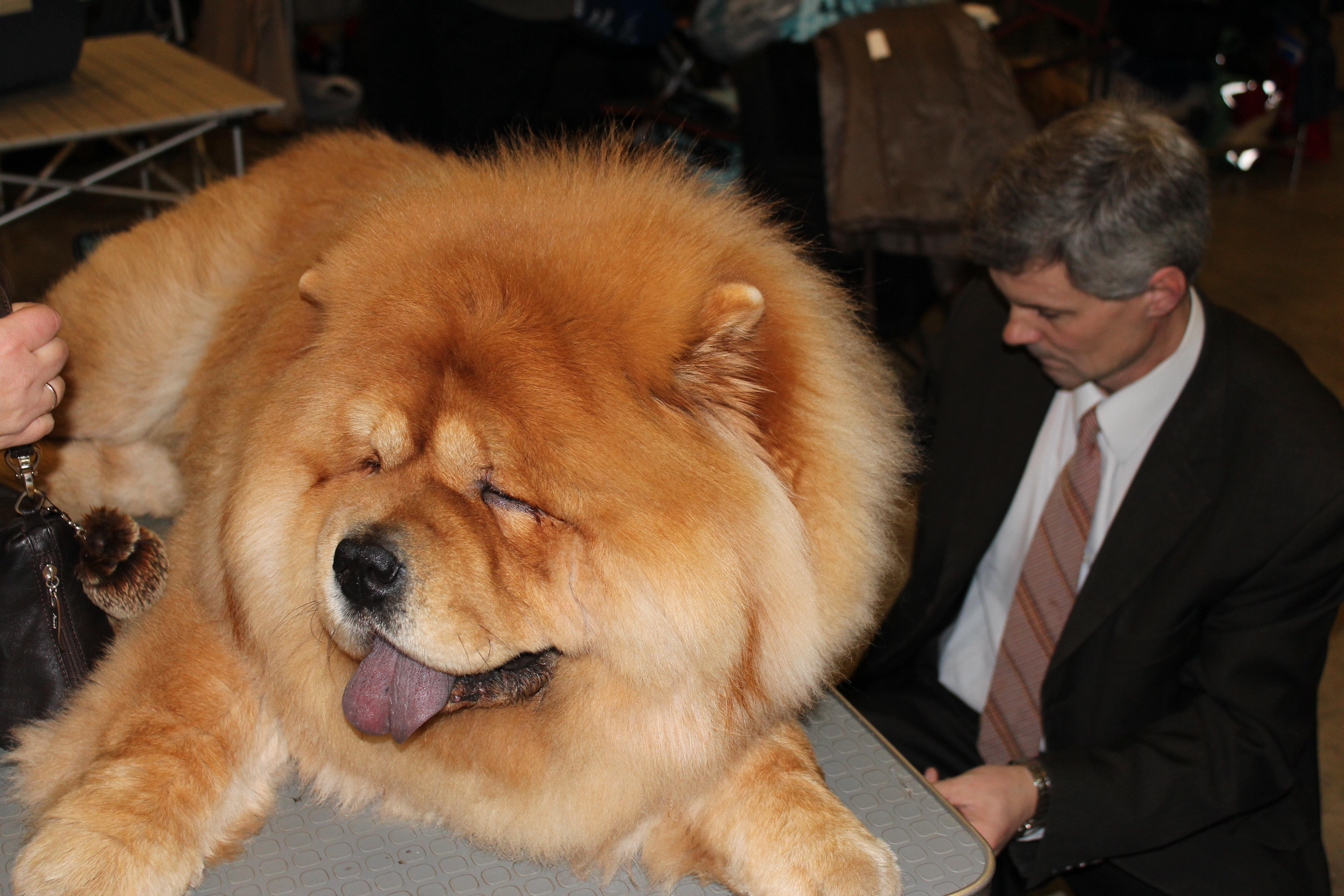 Цезарь 20 месяцев Золотой Ошейник - 2011