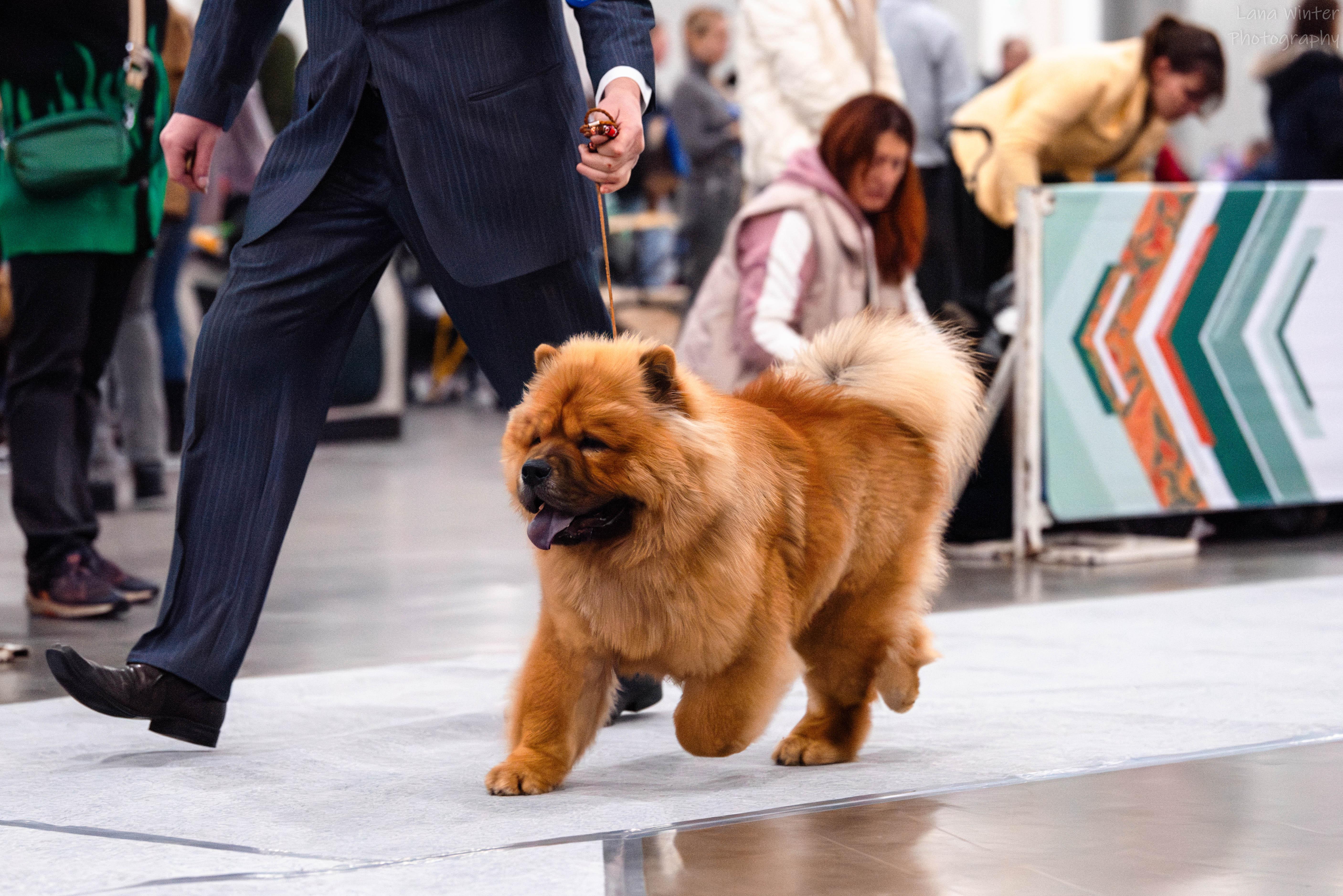 Сеня первая выставка  16.02.2013, ЛБ