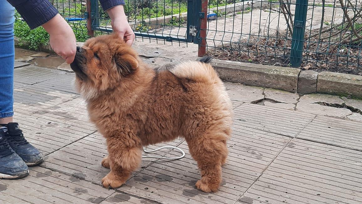 Клото Стефания Гуанчжоу