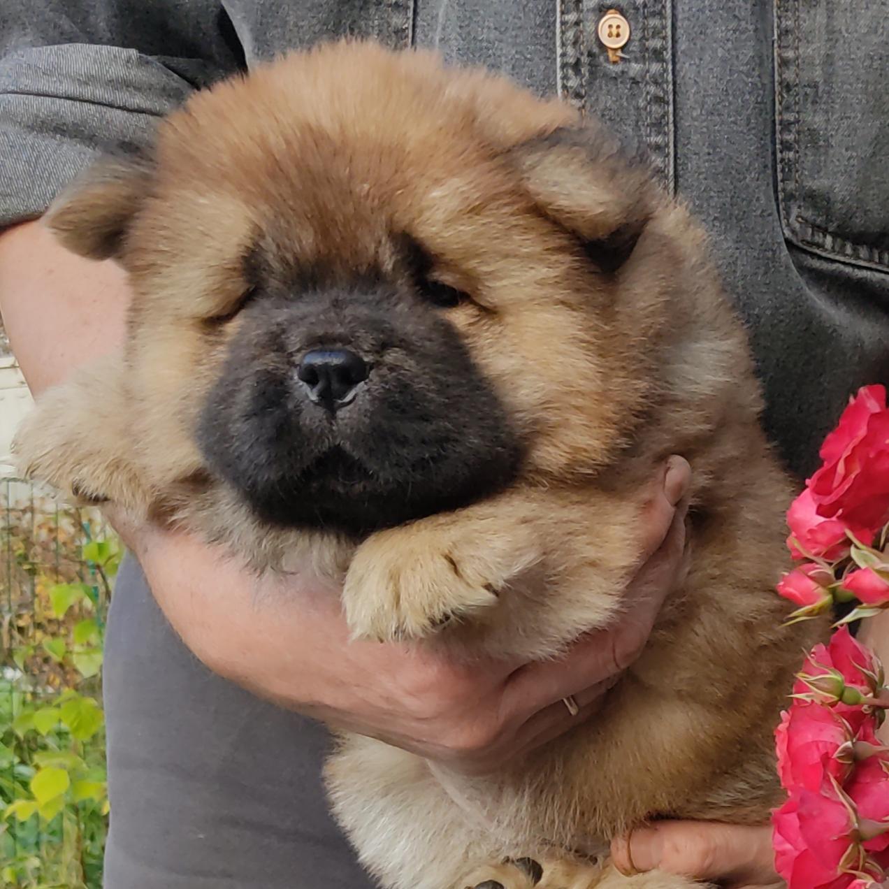 Клото Стелла Майсара 