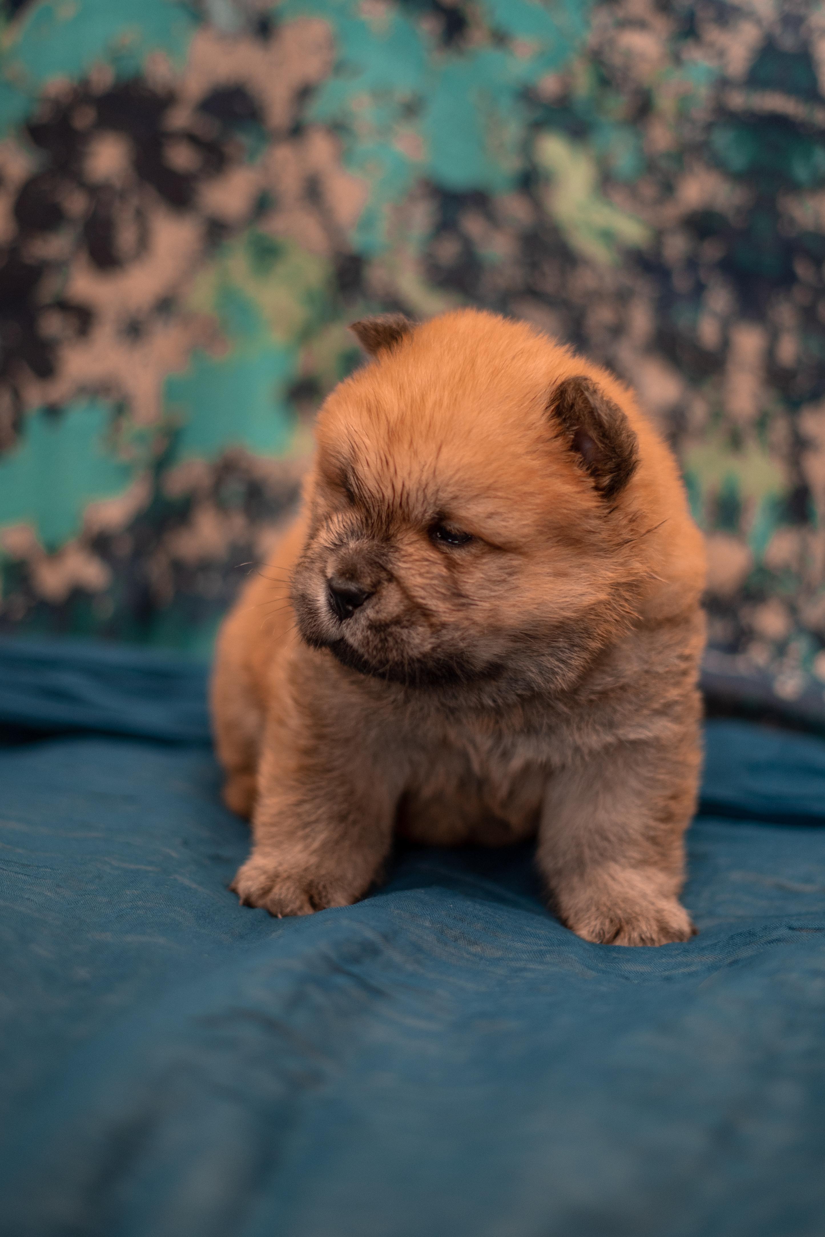 Клото Сани Анджонг