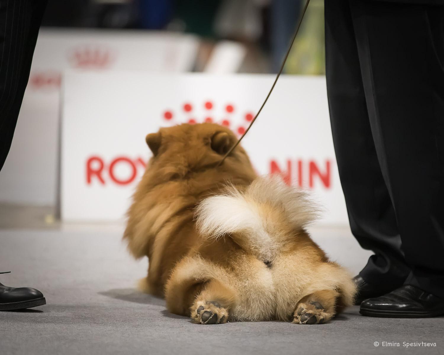 Сеня - 2,5 года - Евразия-2015 - 21.03.2015г. - отл. 3