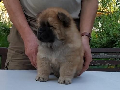 Клото Стефания Гуанчжоу