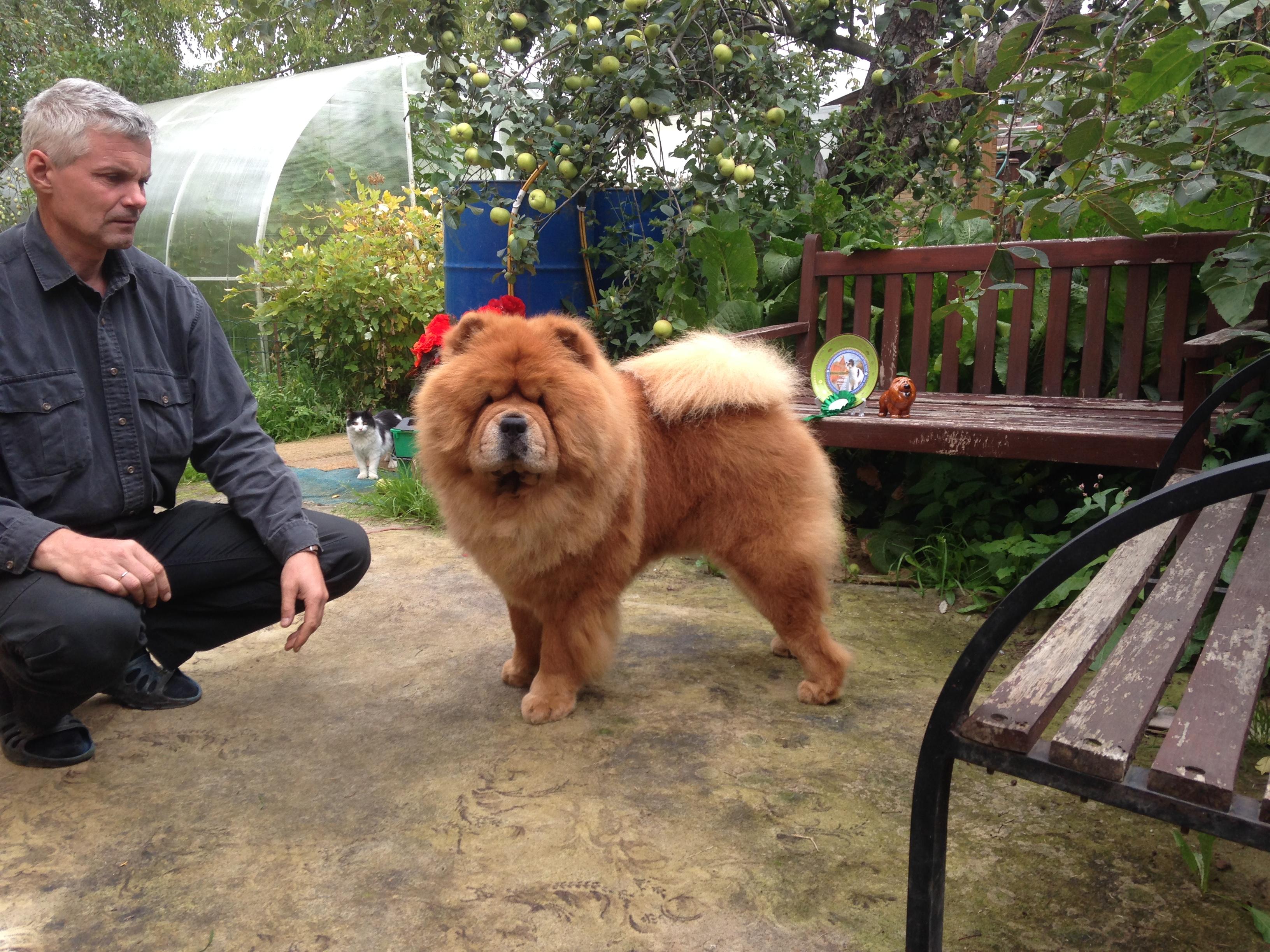 Сеня - 2,5 года - Курск CACIB - 26.07.2015г. - отл.2, RCAC