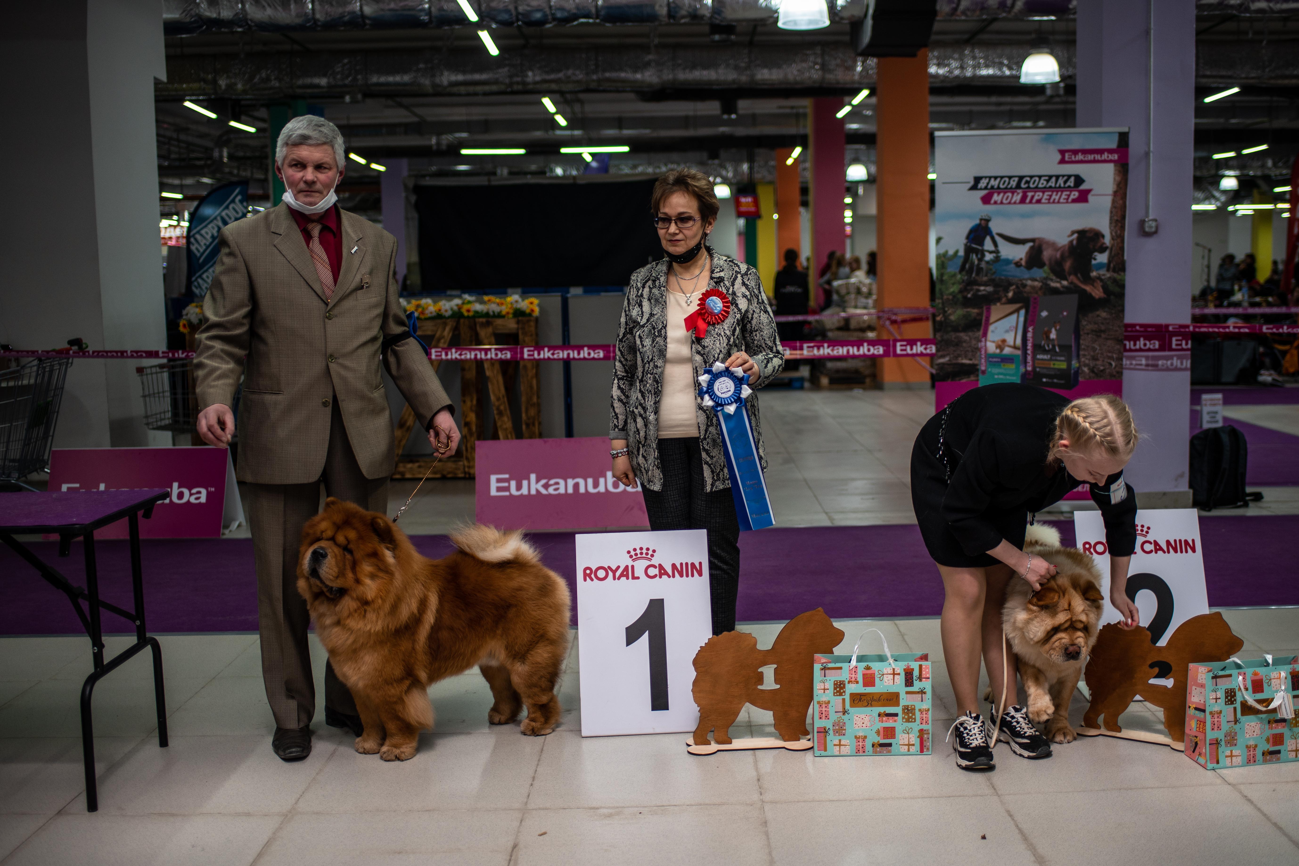 Сеня - 2,5 года - Евразия-2015 - 21.03.2015г. - отл. 3