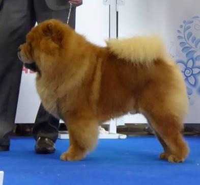 Сеня - 3,5 года - Москва WDS-2016  - 24.06.2016г. - отл. - 4 (26 собак по каталогу в классе чемпионов)