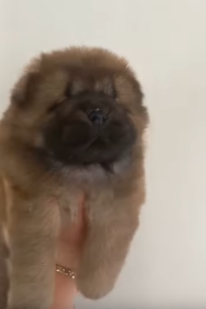 Клото Сантия Ли Мей 