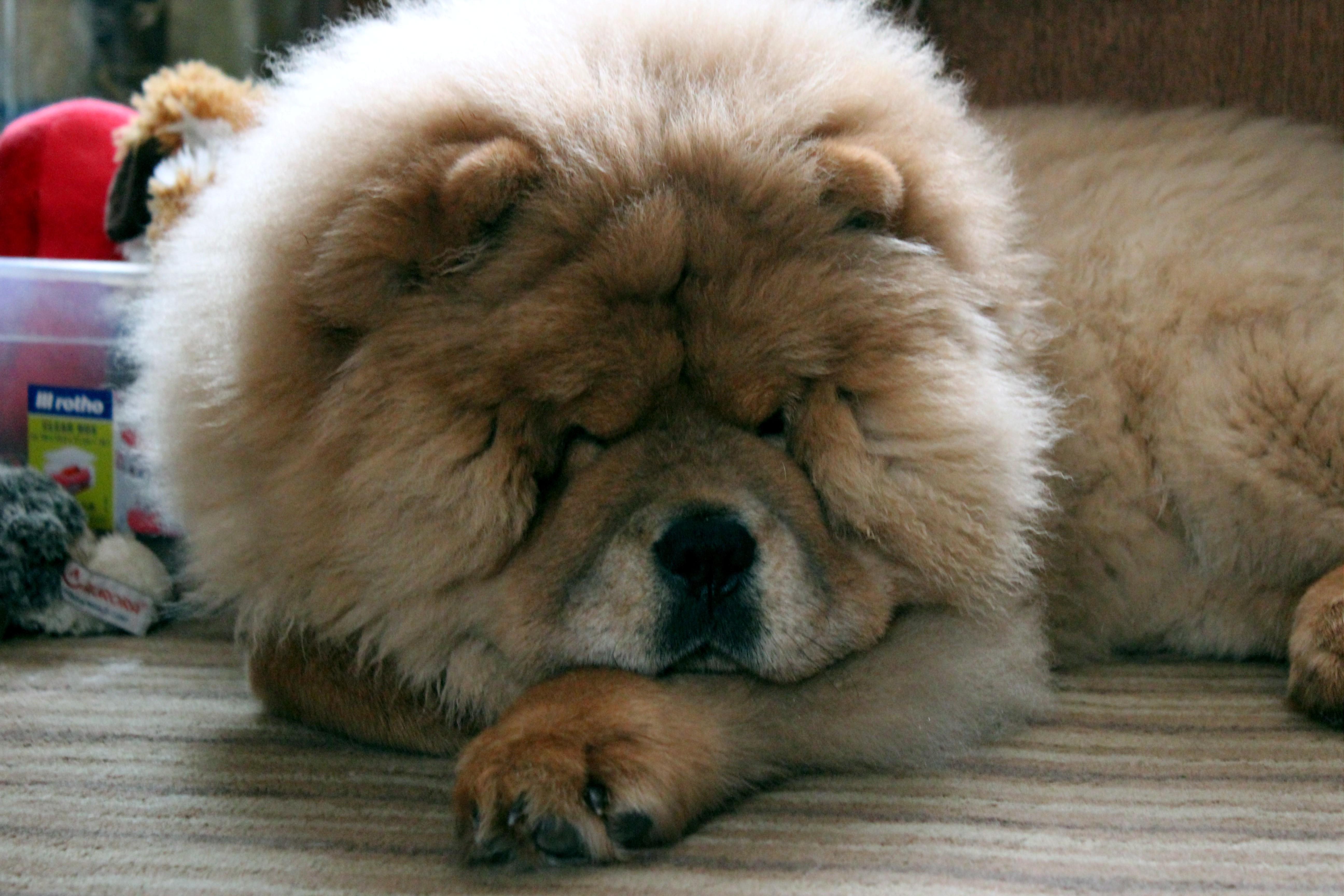 Осенний  Поцелуй Файер Сталкер (Сеня) -  5 месяца