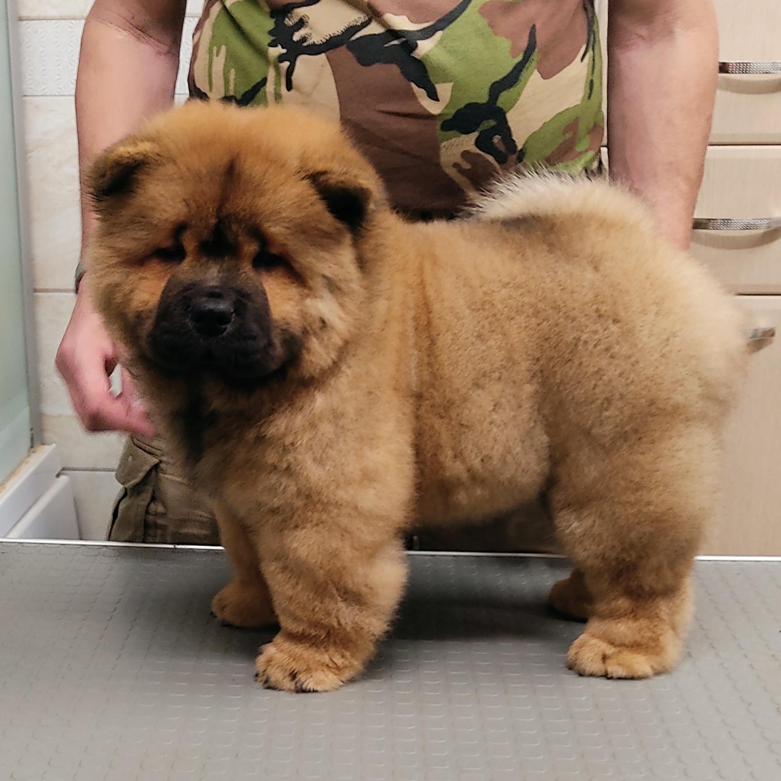 Клото Сани Анджонг