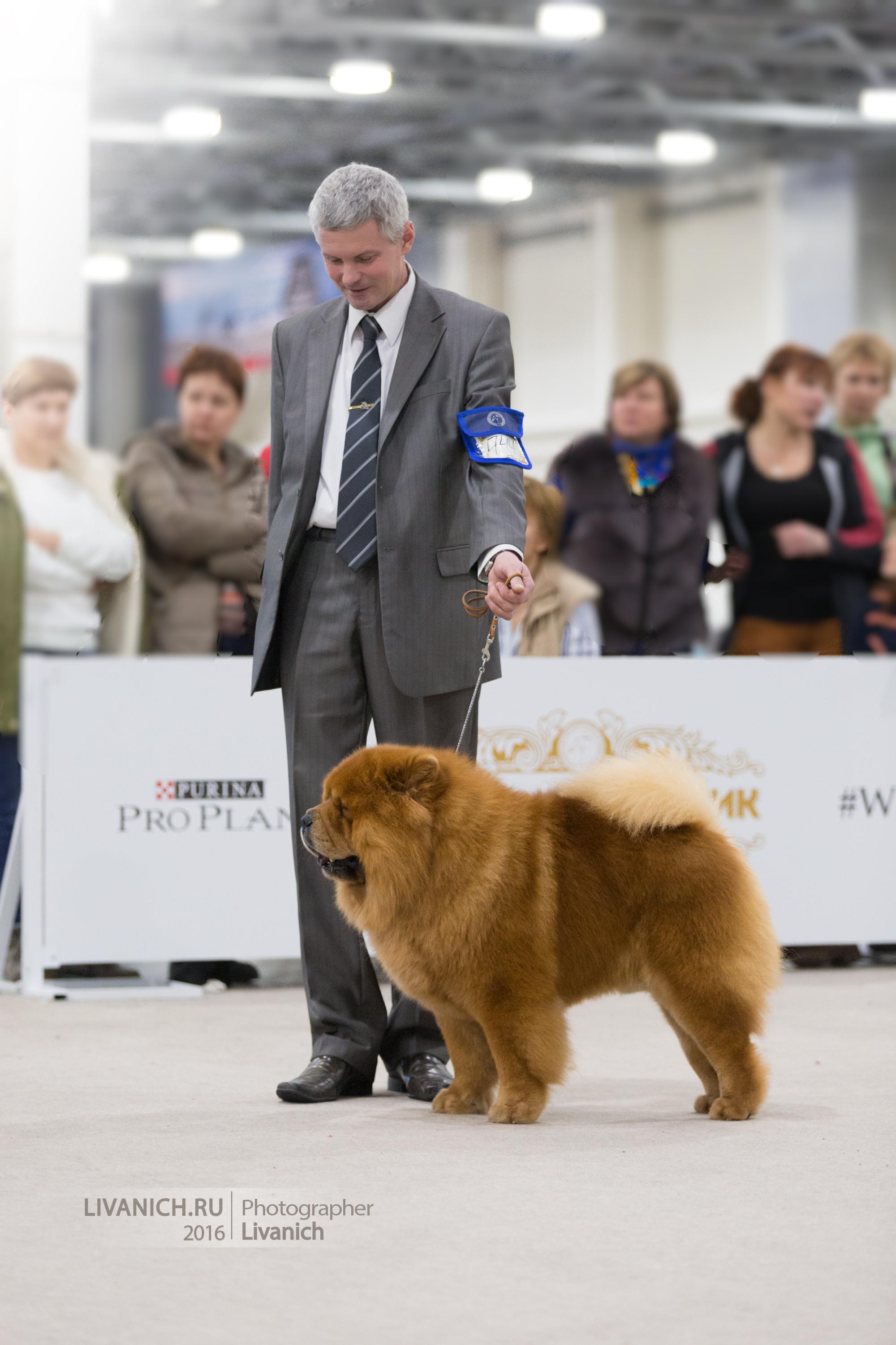 Сеня - 4 года -  Золотой Ошейник-2016 - 24.12.2016г.- отл.1, CW, ЛК, ЛПП