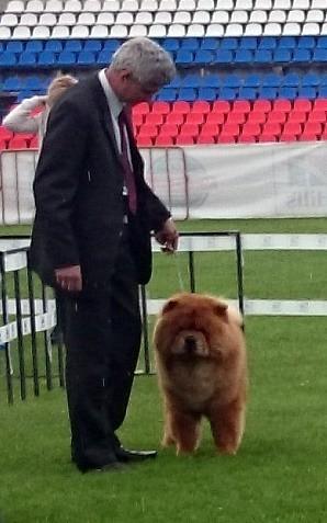 Сеня - 19 месяцев - Смоленск CACIB - 14.06.2014 - отл.2