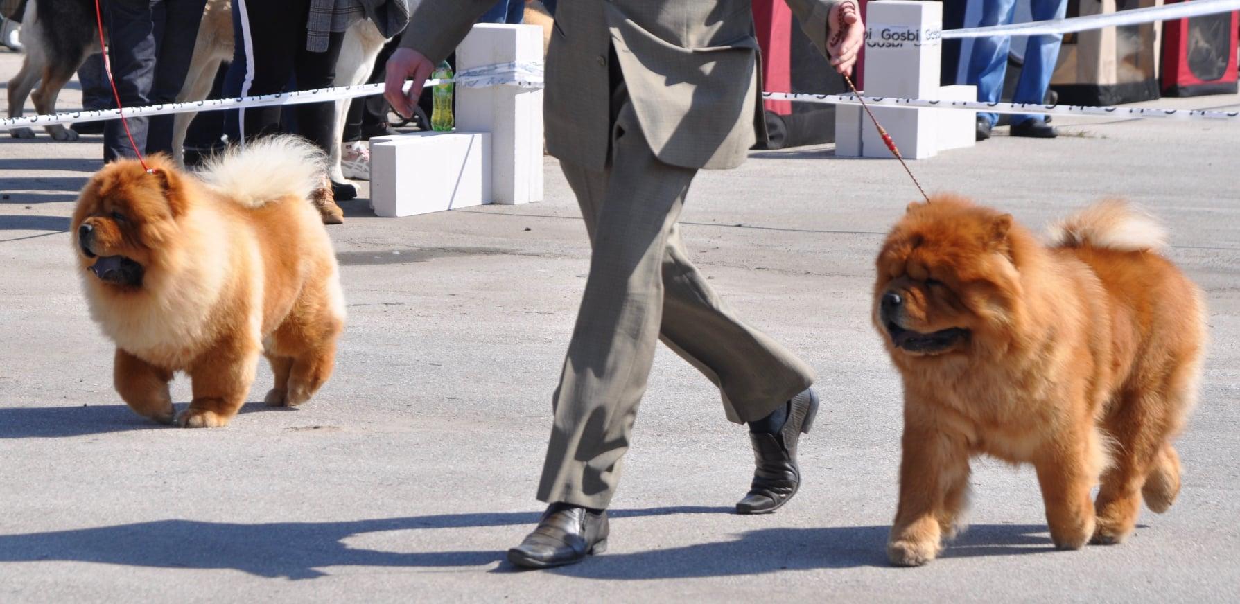 Сеня - 2,5 года - Евразия-2015 - 21.03.2015г. - отл. 3