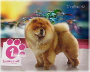 IRIN'S AKVAMARIN UDACHNY VYBOR