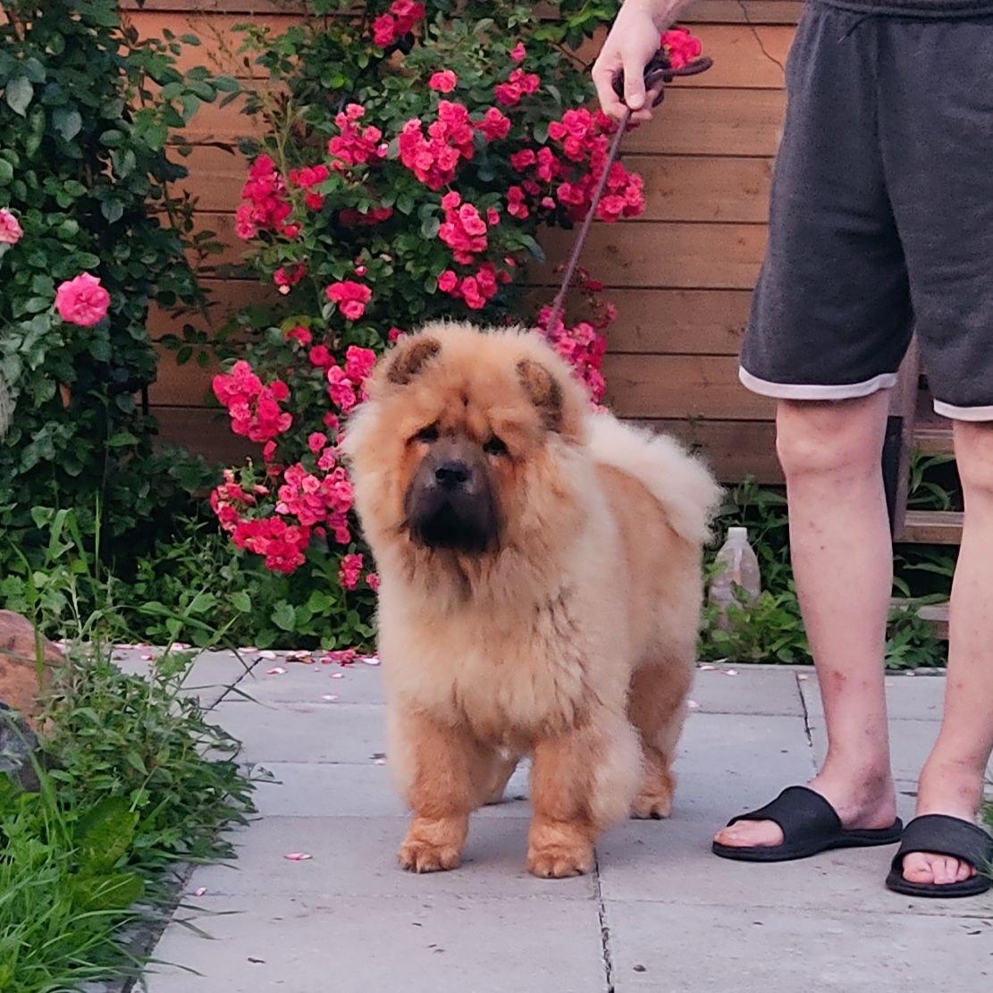 Осенний  Поцелуй Файер Сталкер (Сеня) - 1,5 месяца