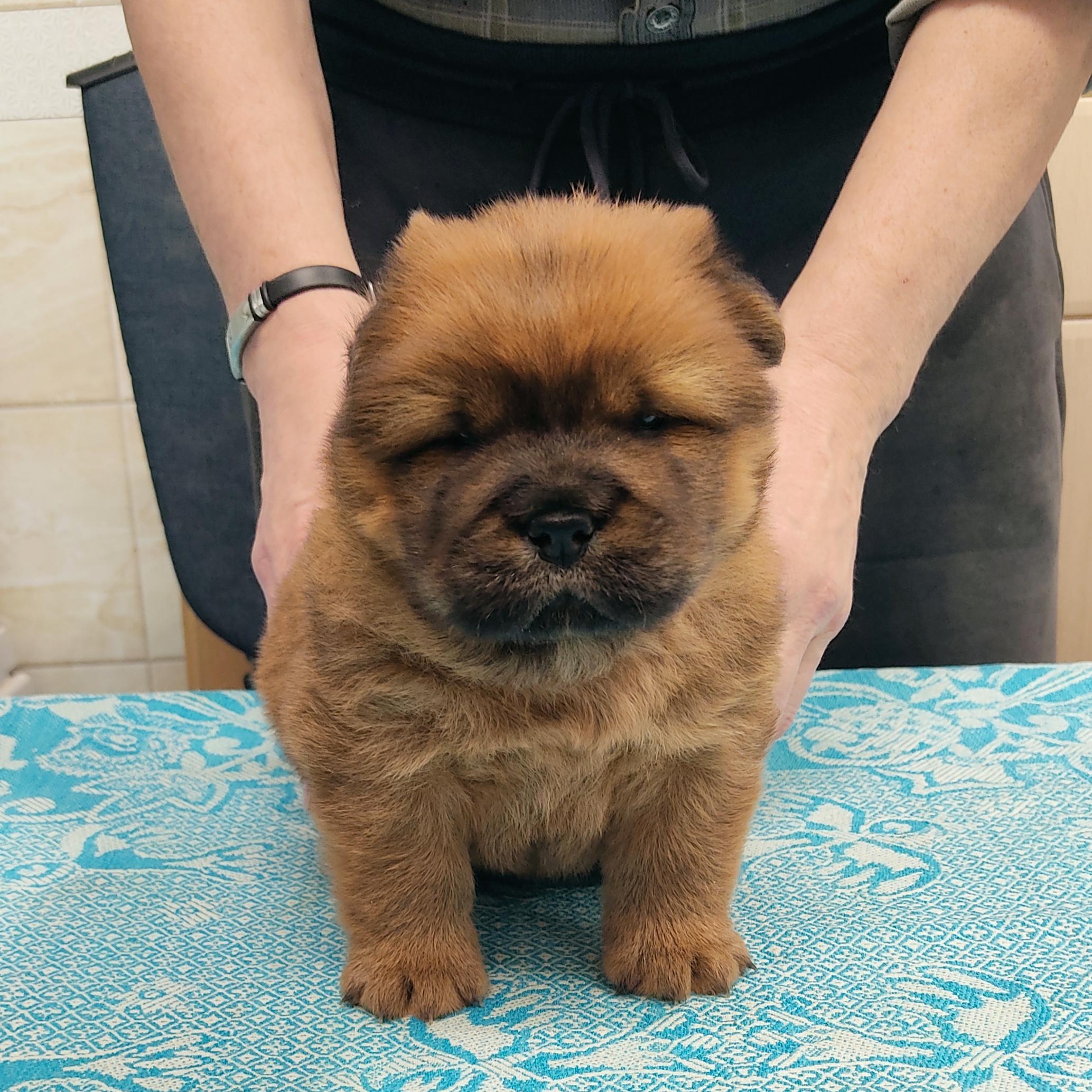 Клото Сани Анджонг