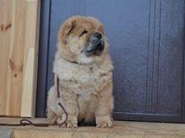 Клото Сани Анджонг 