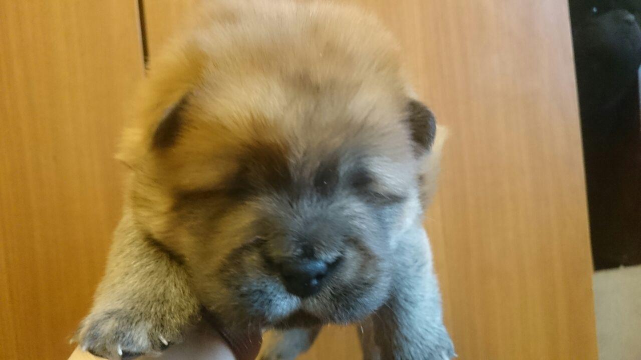 Клото Сантия Ли Мей 