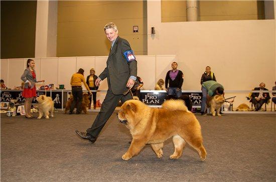 Сеня - 12 месяцев - моно "Золотое Руно-2013" Нижний Новгород 04.11.2013  - отл.-2,  R-CW, СС