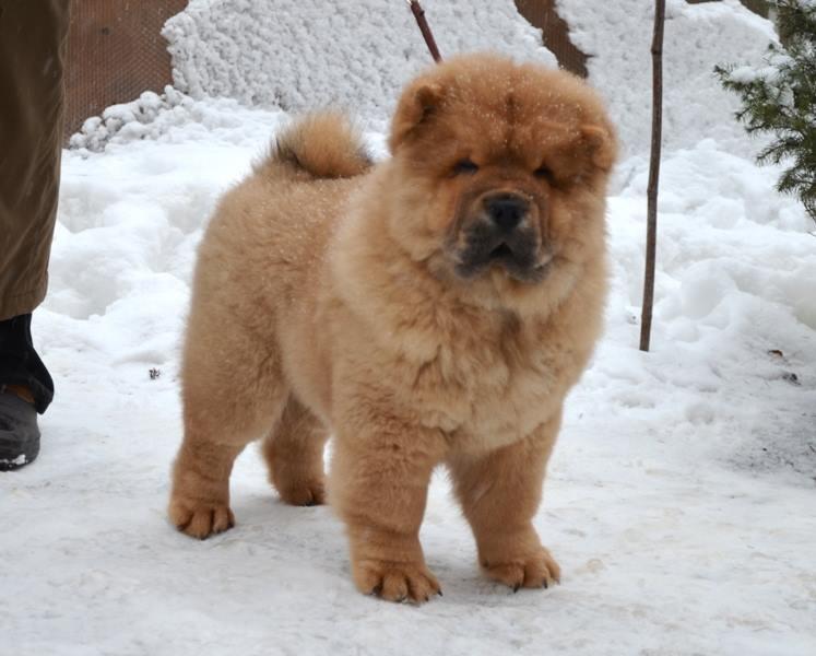 Клото Сани Анджонг