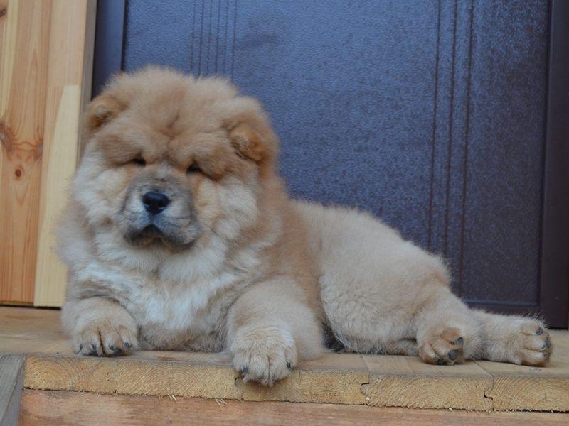 Клото Сантия Ли Мей